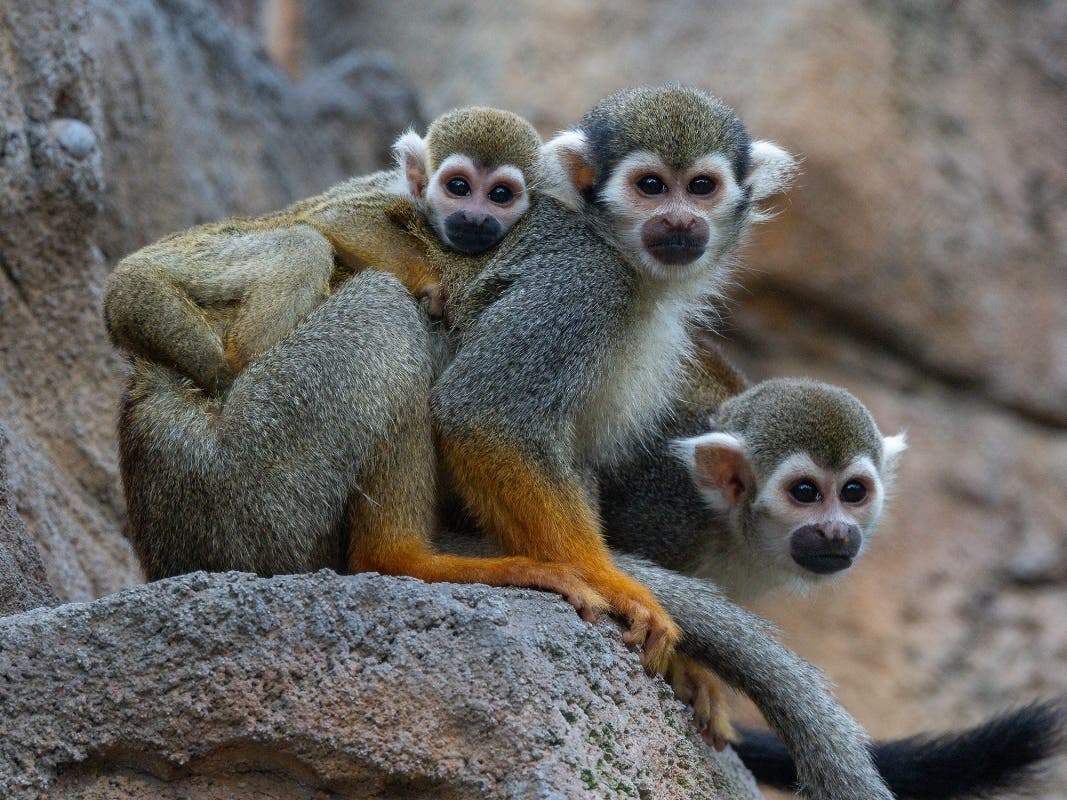 Детёныш гвианского саймири держится за мать. Фото Кена Бона / San Diego Zoo Wildlife Alliance, опубликовано Patch.