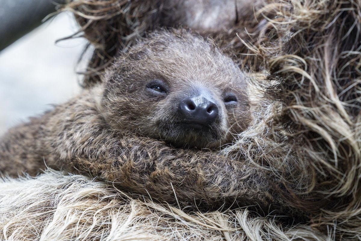Детёныш двупалого ленивца держится за мать. Фото: San Diego Zoo / UPI.